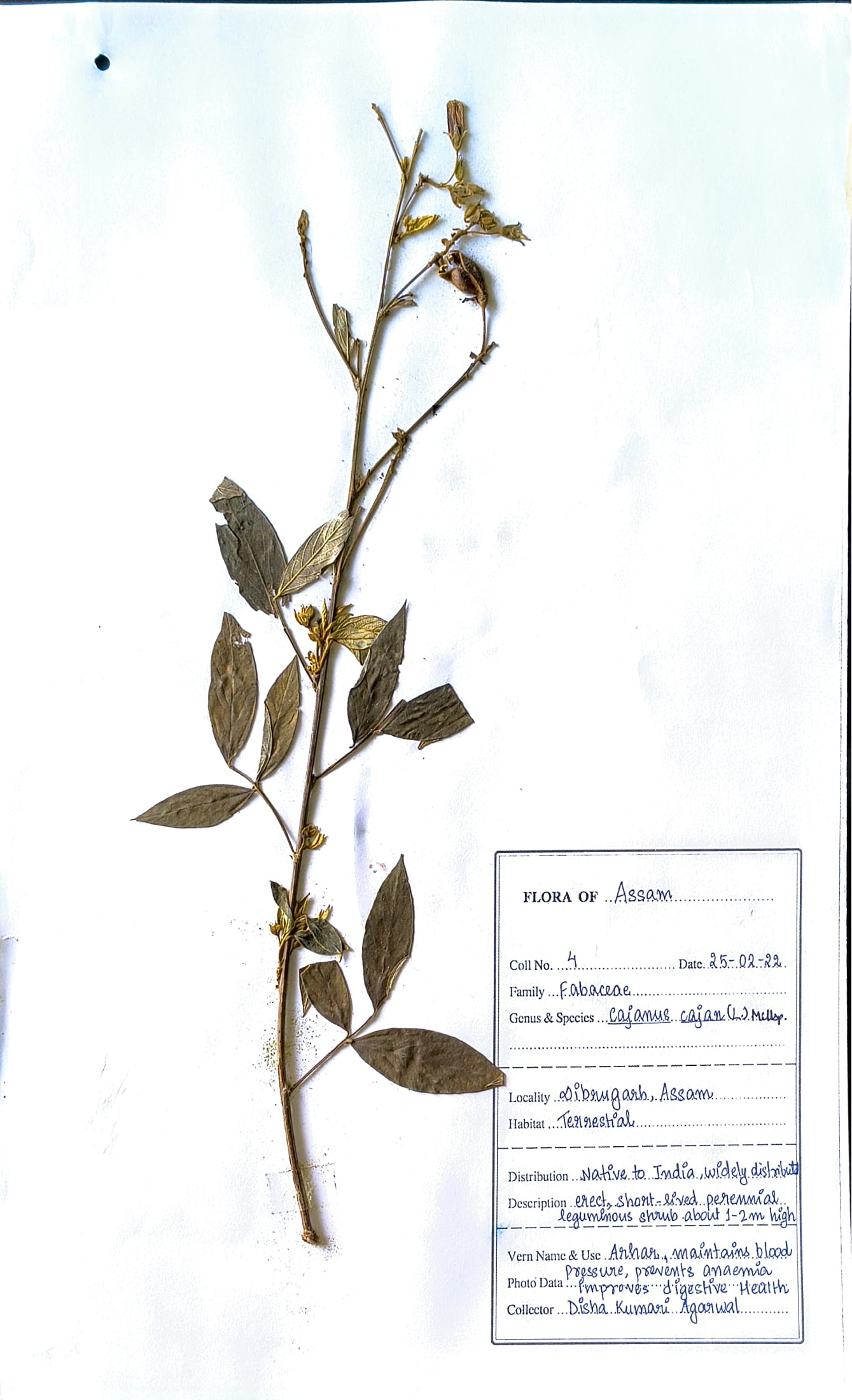 Arahar (Ass.) (Herbarium)